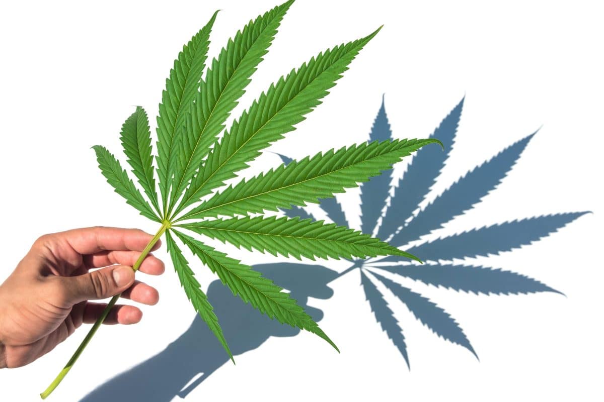 PureHemp: la nueva tendencia en productos de cáñamo